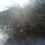 Winterspaziergang zwischen Haibach und Bessenbach - Allgemein  IMG00536-20130209-1159-150x150