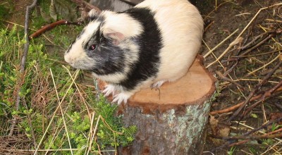 (Meer-)Schweinereien zum Wochenende - Tiere  108-0878_IMG-400x220