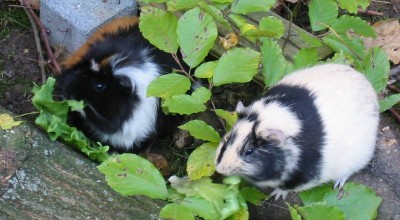(Meer-)Schweinereien zum Wochenende - Tiere  109-0957_IMG-400x220