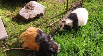 (Meer-)Schweinereien zum Wochenende - Tiere  117-1754_IMG-400x220