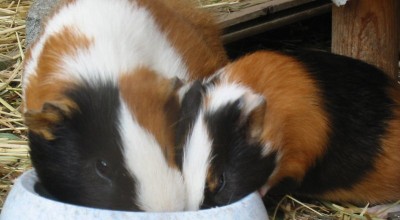 (Meer-)Schweinereien zum Wochenende - Tiere  IMG_5393-400x220